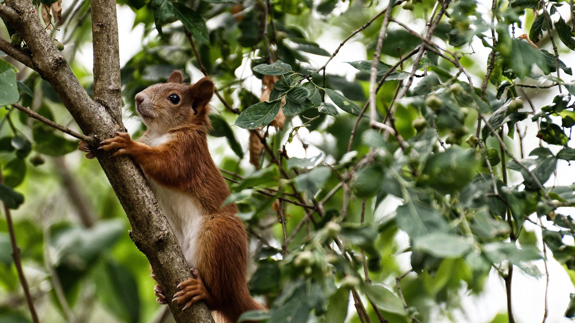 开运app官网-_魔术队强势反弹，逐渐走出低谷_，魔术队百度百科